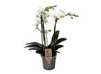 Phalaenopsis Multiflora Orchidee wit, Huis en Inrichting, Kamerplanten, Verzenden