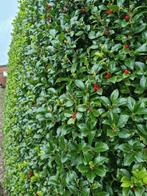 Hulsthaag - Ilex meserveae ‘Heckenfee’ - 60 t/m 200cm, Ophalen of Verzenden