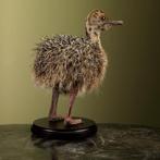 Struisvogel Kuiken Taxidermie Opgezette Dieren By Max, Verzamelen, Dierenverzamelingen, Ophalen of Verzenden, Nieuw, Vogel, Opgezet dier