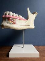 Anatomisch model - kunststof - 1950-1960 - 3B Scientific -