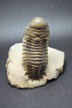 Trilobiet - Gefossiliseerd dier - Crotalocephalina gibbosa -, Verzamelen