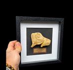 Curiosity cabinet - Bison licking itself La Madeleine