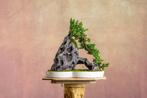 Jeneverbes bonsai (Juniperus) - Hoogte (boom): 20 cm -