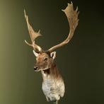 Damhert Taxidermie Opgezette Dieren By Max, Verzamelen, Dierenverzamelingen, Ophalen of Verzenden, Nieuw, Wild dier, Opgezet dier