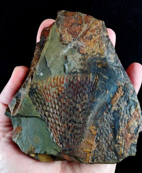 Spectaculaire graptoliet met buitengewone conservering!!! -, Verzamelen, Mineralen en Fossielen