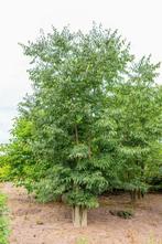 Celtis australis meerstammig 200-250