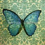 cd - Kim Beggs - Blue Bones, Cd's en Dvd's, Verzenden, Zo goed als nieuw