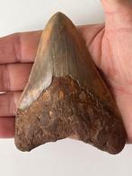 Megalodon tand 10,8 cm - Fossiele tand - Carcharocles