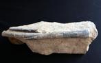 Belemniet - Gefossiliseerde schelp - 9 cm - 21 cm (Zonder, Verzamelen, Mineralen en Fossielen