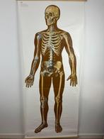 Educatieve anatomische wandplaat – Menselijk skelet met