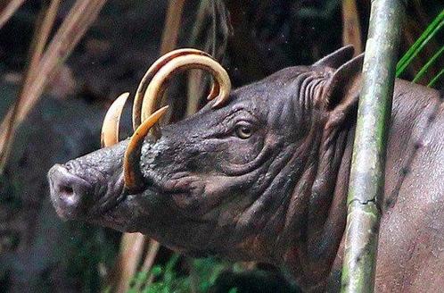 Sooka Interior - sculptuur, Sculpture, Babirusa Skull on a, Antiek en Kunst, Kunst | Designobjecten
