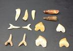 Natuurlijke en geconserveerde tanden - Fossiele tanden -