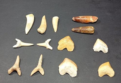 Natuurlijke en geconserveerde tanden - Fossiele tanden -, Verzamelen, Mineralen en Fossielen