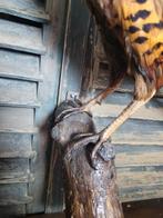 Fazant Taxidermie volledige montage - Phasianus colchicus -, Nieuw