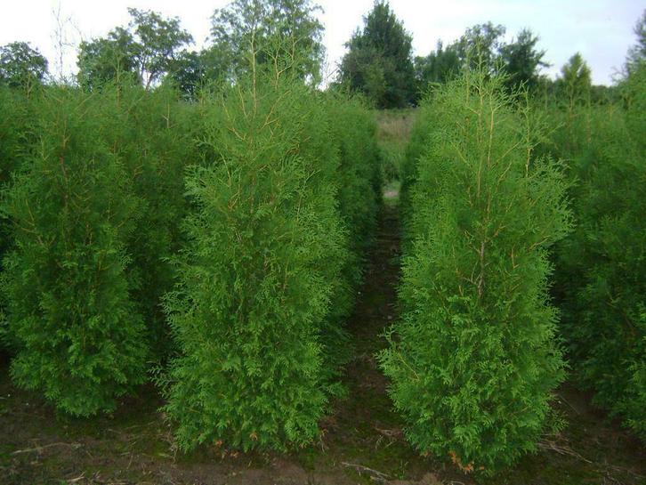 Coniferen| Thuja Brabant  |, Tuin en Terras, Planten | Bomen, Overige soorten, Ophalen