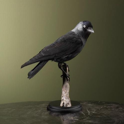 Kauw Taxidermie Opgezette Dieren By Max, Verzamelen, Dierenverzamelingen, Opgezet dier, Nieuw, Vogel, Ophalen of Verzenden