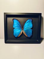 Vlinder Taxidermie volledige montage - Morpho didius - 190, Verzamelen, Dierenverzamelingen, Nieuw