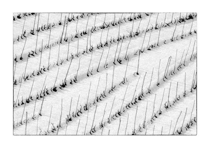 Franco Turcati - Langhe, Piemonte (321), Antiek en Kunst, Kunst | Designobjecten