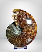 XXL - Ammonite iridescent premium - Gefossiliseerd dier -