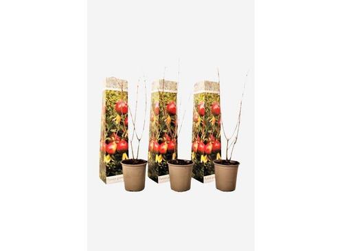 Punica Granatum granaatappel - set van 3, Huis en Inrichting, Kamerplanten, Verzenden