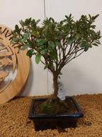 Azalea bonsai (Rhododendron) - Hoogte (boom): 27 cm - Diepte