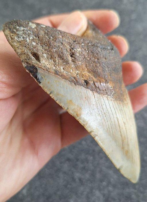 Megalodon - Fossiele tand - Otodus (Carcharocles) megalodon, Verzamelen, Mineralen en Fossielen