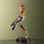 Hop Taxidermie Opgezette Dieren By Max, Ophalen of Verzenden, Nieuw, Vogel, Opgezet dier