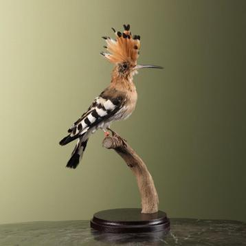 Hop Taxidermie Opgezette Dieren By Max beschikbaar voor biedingen