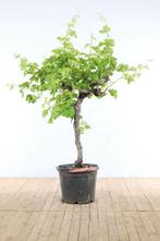 Wijnstok / Vitis Vinifera op stam 100-125 cm