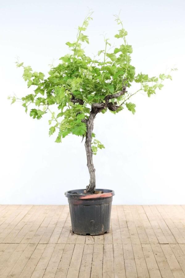 Wijnstok / Vitis Vinifera op stam 100-125 cm, Tuin en Terras, Planten | Tuinplanten