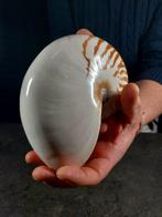 grote nautilus Taxidermie volledige montage - Nautilus, Nieuw