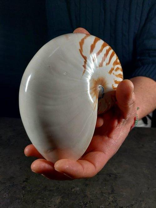 grote nautilus Taxidermie volledige montage - Nautilus, Verzamelen, Dierenverzamelingen