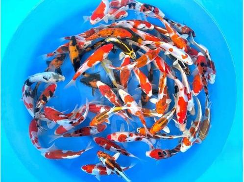 Sakazume 14-16cm  tosai mix (Japanse Koi), Dieren en Toebehoren, Vissen | Vijvervissen, Karper of Koi