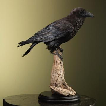 Raaf Taxidermie Opgezette Dieren By Max beschikbaar voor biedingen
