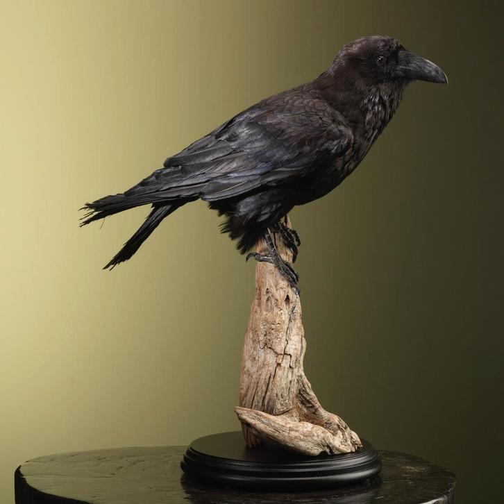 Raaf Taxidermie Opgezette Dieren By Max, Verzamelen, Dierenverzamelingen, Opgezet dier, Nieuw, Vogel, Ophalen of Verzenden