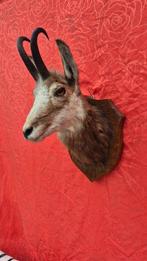 Steenbok - Gemzen Taxidermie volledige montage - Rupicapra, Nieuw