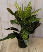 Kamerplant Croton 60 cm - Warentuin Natuurlijk, Tuin en Terras, Planten | Tuinplanten, Verzenden