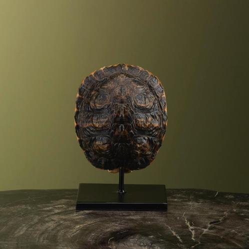 Schildpad Schild op Standaard, Verzamelen, Dierenverzamelingen, Opgezet dier, Nieuw, Reptiel of Amfibie, Ophalen of Verzenden