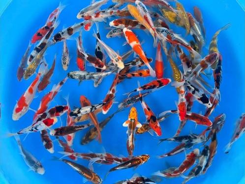 Otsuka 10-12cm  tosai mix (Japanse Koi), Dieren en Toebehoren, Vissen | Vijvervissen, Karper of Koi