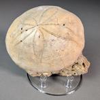 Grote zeeduizendpoot - Fossiel skelet - Clypeaster sp. -, Verzamelen, Mineralen en Fossielen