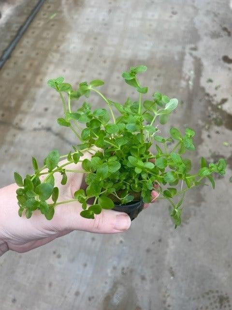 Bacopa Australis (Aquariumplanten, Aquarium producten), Dieren en Toebehoren, Vissen | Aquaria en Toebehoren, Plant(en), Steen of Hout