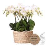 Kolibri Orchids | witte orchideeënset in Reed Basket incl. w, Verzenden, Nieuw