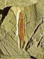 Geen minimumprijs - Fascinerende bugs - Gefossiliseerd dier