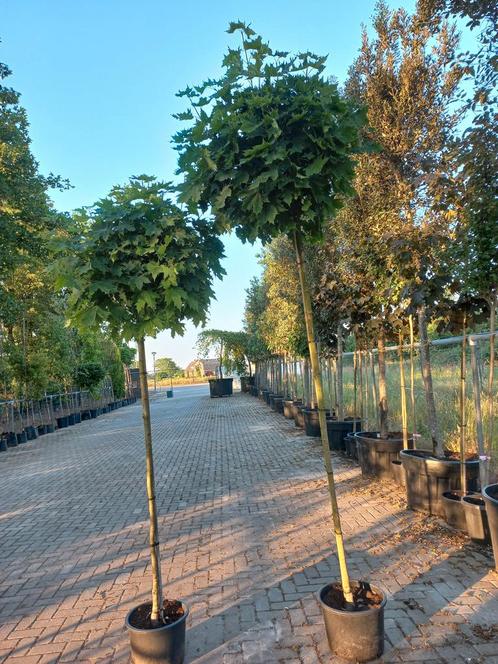 Acer platanoides Globosum esdoorn 225cm, Tuin en Terras, Planten | Bomen, Ophalen