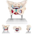 Anatomie model bekken en bekkenbodemspieren, vrouw, Verzenden, Nieuw