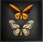 Vlinder Taxidermie volledige montage - Couple Ornithoptera, Antiek en Kunst, Curiosa en Brocante