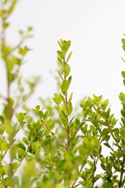 Japanse Hulst / Ilex Crenata Green Hedge 30-40cm, Tuin en Terras, Planten | Tuinplanten, Vaste plant, Volle zon, Lente, Verzenden