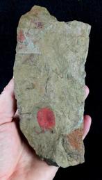 Primitieve stekelhuidige - Stylophora!!! - Gefossiliseerd