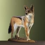 Jakhals Taxidermie volledige montage - Lupulella mesomelas -, Verzamelen, Nieuw
