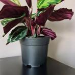 Gardlov zwarte productiepotjes Ø16cm, hoogte 13cm, 2 lite.., Ophalen of Verzenden, Nieuw